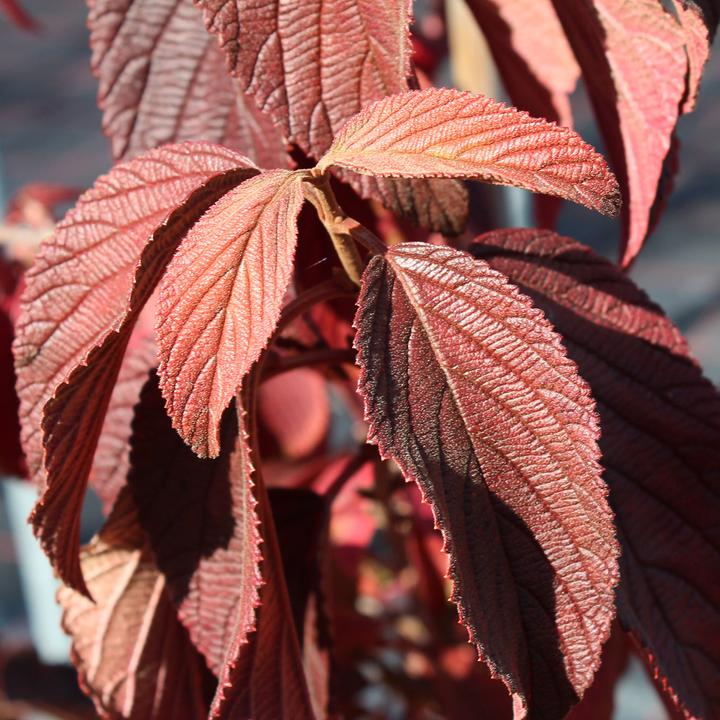 Immagine prodotto Zulauf Japanischer Schneeball / Viburnum plic. 'Popcorn' (100 cm)