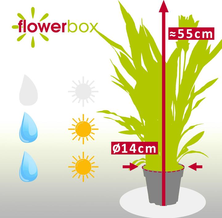 Produktbild Flowerbox Kurkuma - Curcuma (55 cm)