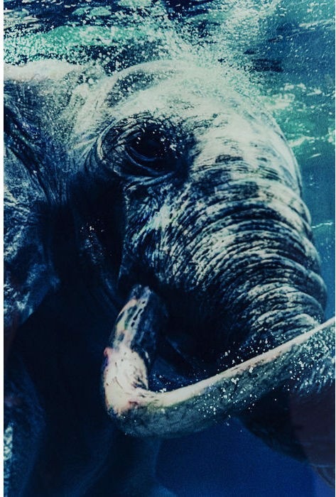 Produktbild Kare Design Bild Glas Swimming Elephant 80X100cm (80 x 100 cm)