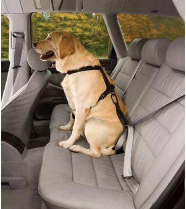 Actual product image Kurgo Car seat belt (XS, Dog, General)