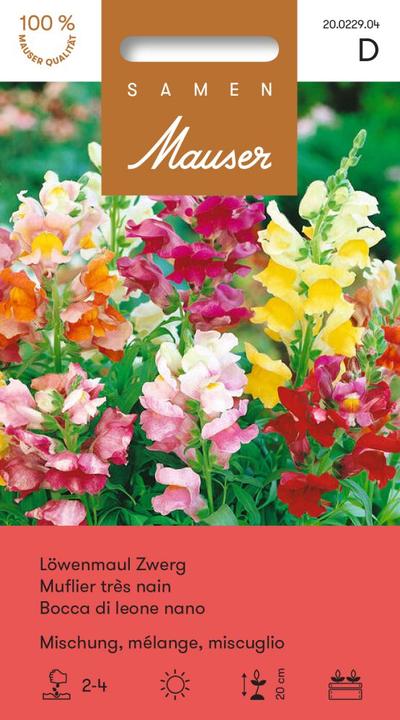 Actual product image Samen Mauser Snapdragon, dwarf mixture (Plant seeds)