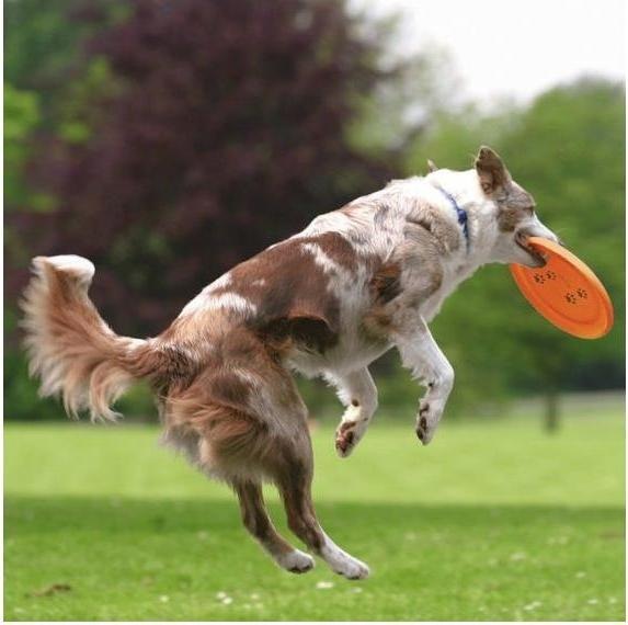 Immagine prodotto Trixie Attività canina Disco per cani (Cucciolata di cane giocattolo)