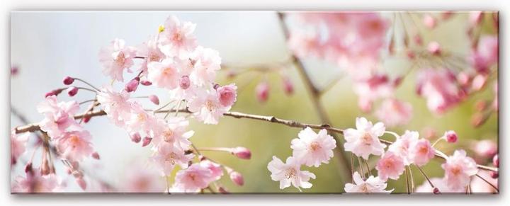 Trenddeko Cherry Blossoms - Panorama