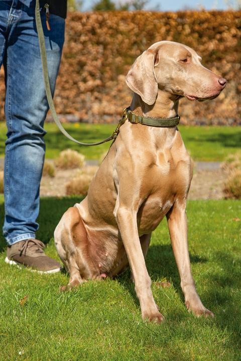 Produktbild Designed by Lotte Velura (Hund, Spazieren)