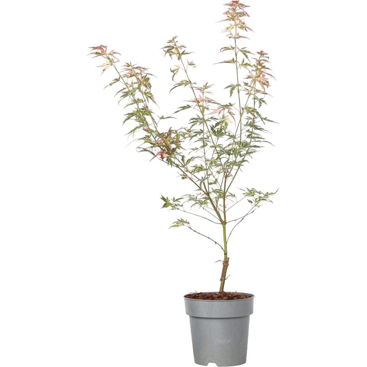 Plant in a Box, Pflanzen, Acer palmatum 'Taylor' - (35 cm)