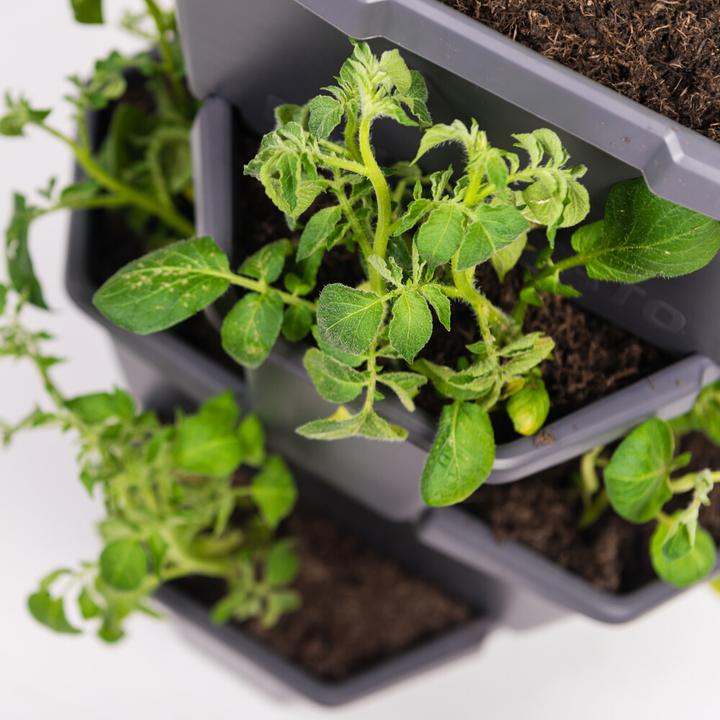 Actual product image Gusta Garden Rearing pots PAUL POTATO Starter, 4 tiers, blue-grey (40 x 38.80 x 6.50 cm)