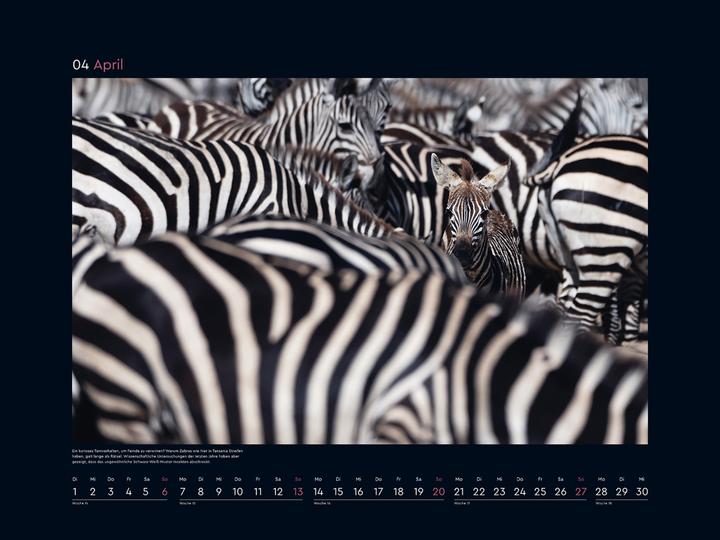 Produktbild Getarnt - Wandkalender 2025 (Harter Einband, Deutsch)