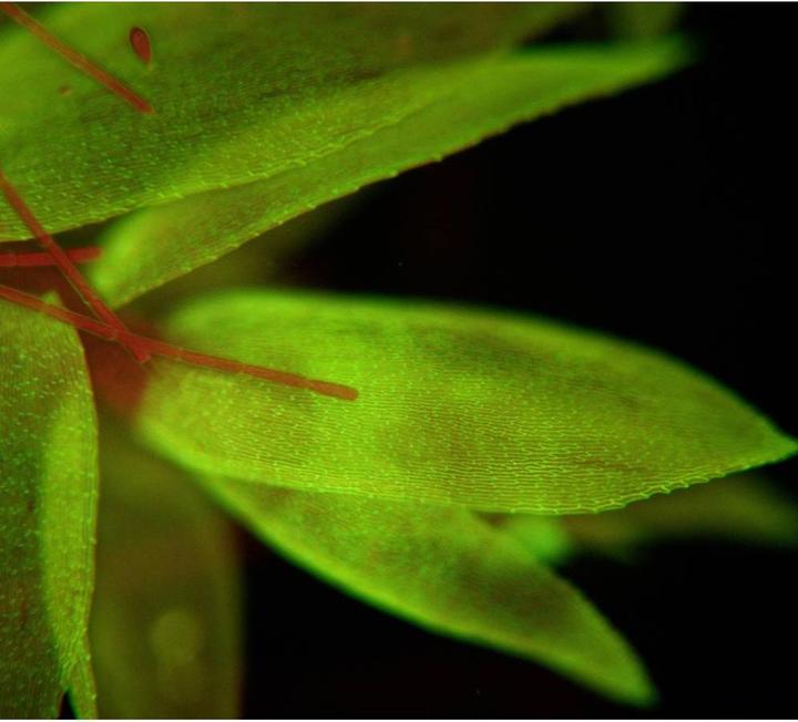 Actual product image Bresser Science ADL-601F fluorescence microscope (23)