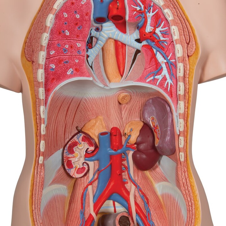 Produktbild 3B Scientific Standard Torso Modell, geschlechtsneutral, 12-teilig