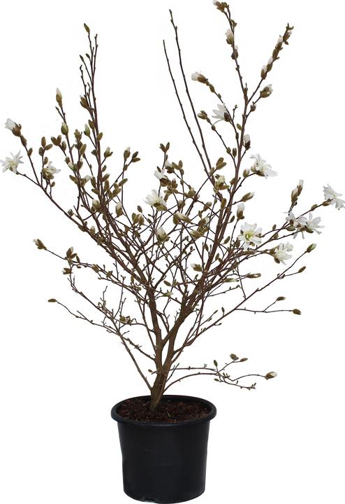 Actual product image Zulauf Star magnolia, Starry magnolia (150 cm)