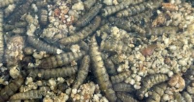 Produktbild Utopia Roodborst / Merel / Winterkoning Mix (1.55 kg)