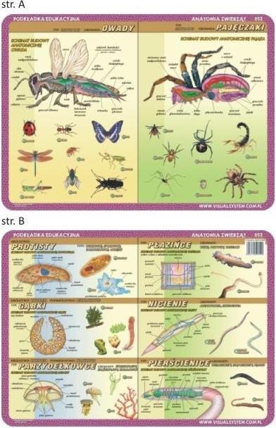 Produktbild Visual Lernblock. 052 - Anatomie: Insekten, Spinnentiere...
