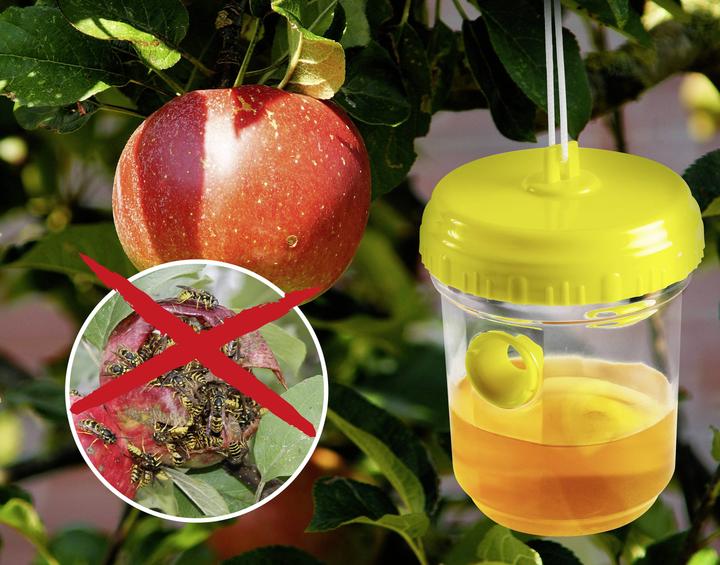 Actual product image Gardigo 66645INT Lockstoff Wespenfalle (Ø x H) 9.5 cm x 12.7 cm Transparent, G