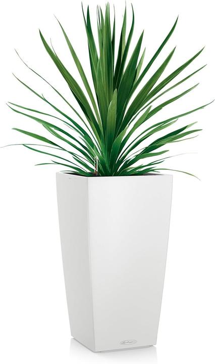 Produktbild Lechuza Cubico Color (39.50 x 39.50 x 75 cm)