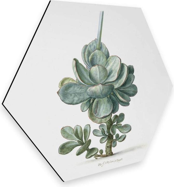 Actual product image Trenddeko Succulent (35 x 30 cm)