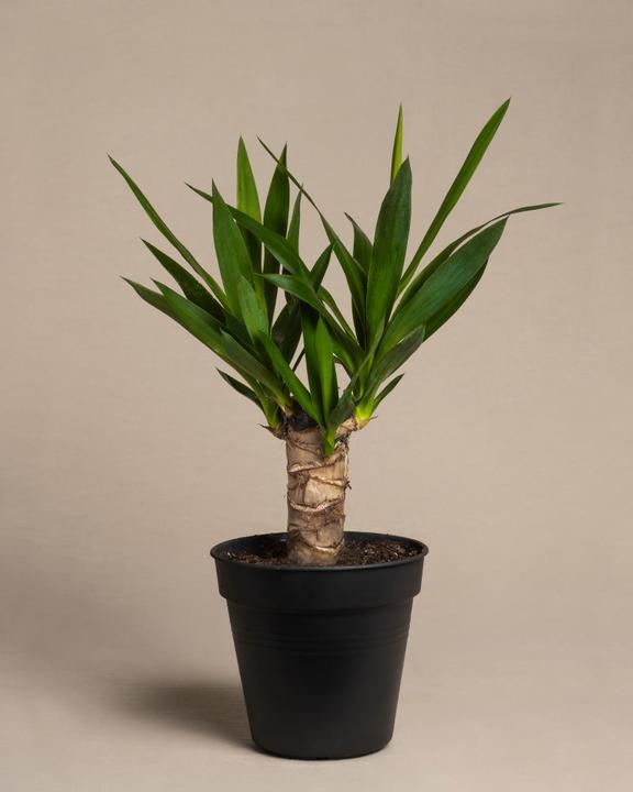 Produktbild feey Kleine Yucca (70 cm, Frisch umgetopft)