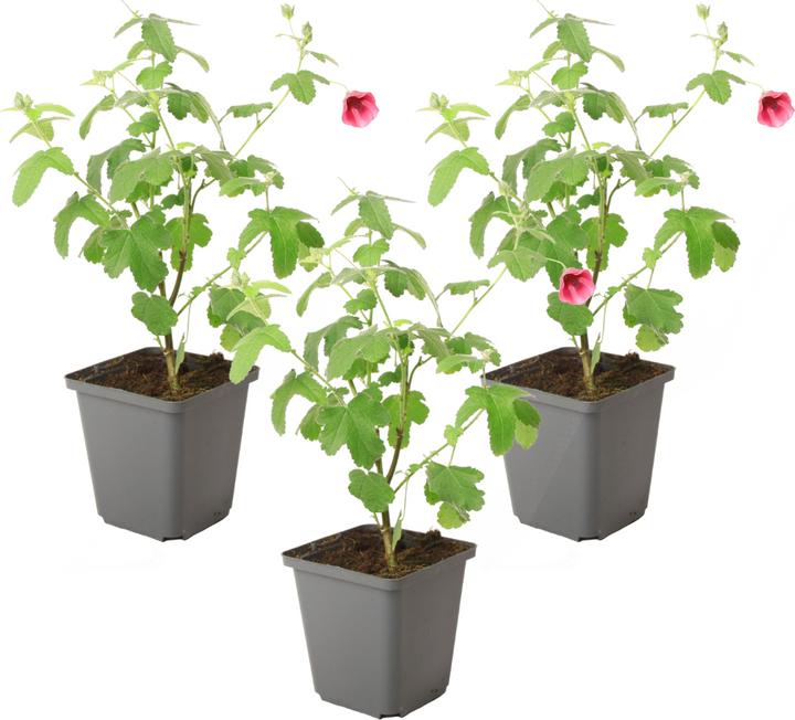 Immagine prodotto Plant in a Box Anisodontea capensis 'El Rayo' - Set di 3 malva del Capo (25 cm)