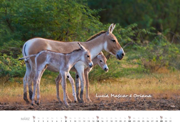 Produktbild Esel Kalender 2026 (47,5 x 33 cm)
