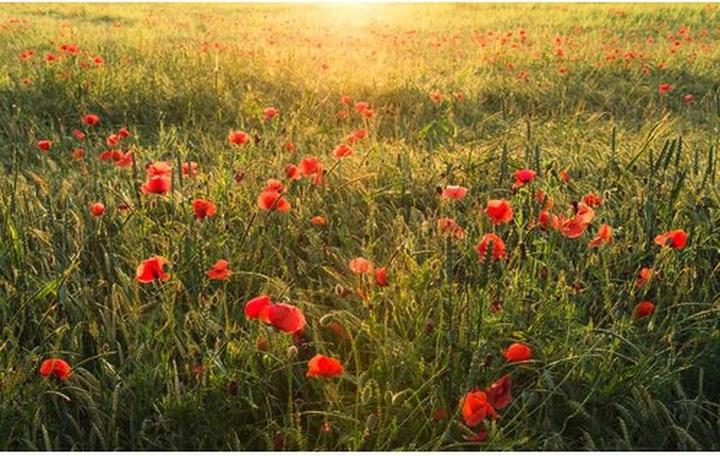 Komar Vliesbehang Poppy World 9-luiken 450 x 280 cm (450 x 280 cm)