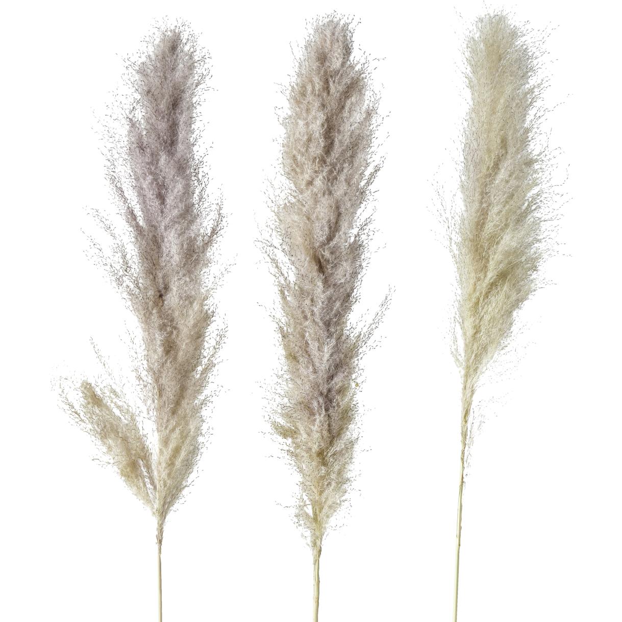 Boltze Home, Pianta artificiale, Erba della pampa (100 cm)