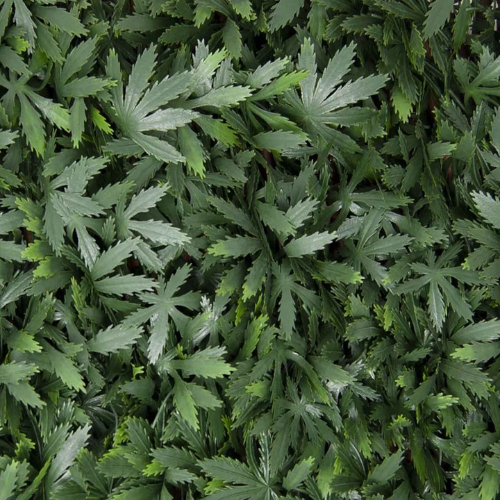 Image du produit Tenax Divy 3D X-Tens Acer Palmatum (200 cm)