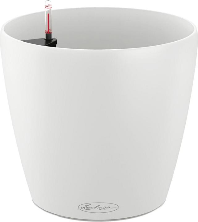 Lechuza Classico Color (42 cm)