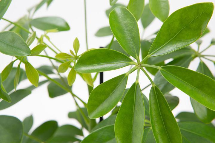 Immagine prodotto VEG and the City Viru (ray aralia Schefflera) (50 cm)