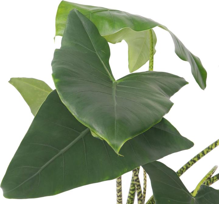 Image du produit Plant in a Box Alocasia zebrina - Alocasie (150 cm)