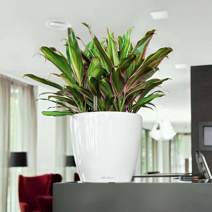 Actual product image Lechuza Classico (36 x 32.50 cm)