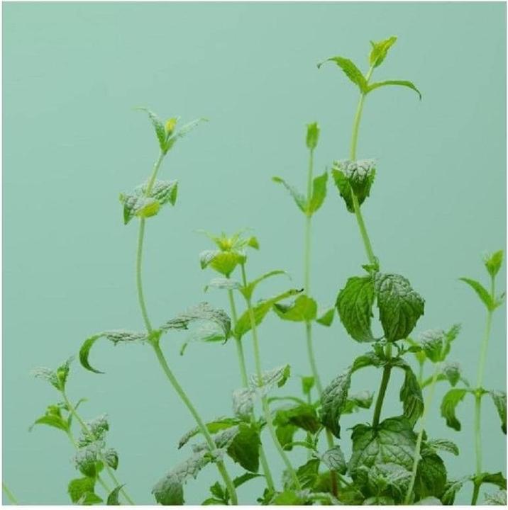 Produktbild Prêt à Pousser Grüne Minze (Kräutersamen)