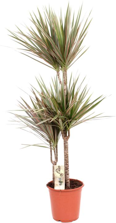 Produktbild Fresca-Plant Dracaena Marginata (21 cm)