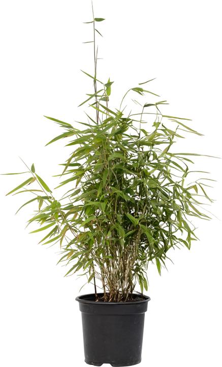 Actual product image Plant in a Box Fargesia nitida 'Red Dragon' - (60 cm)