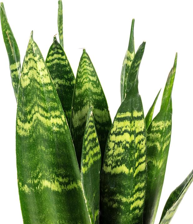 Produktbild Flowerbox Bogenhanf - Sansevieria trif. Black Coral