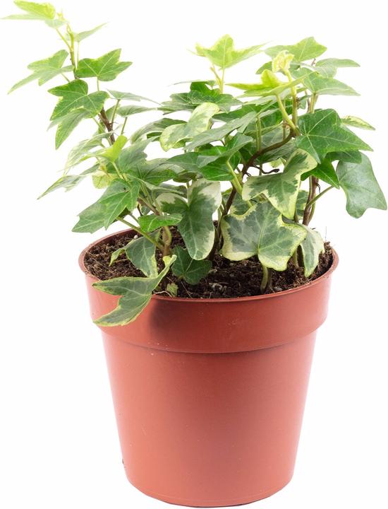 Produktbild Flowerbox Gemeiner Efeu- Hedera helix (15 cm)