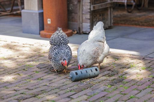 Actual product image Beeztees Feeding Station Chickens Snack Roller, Grey