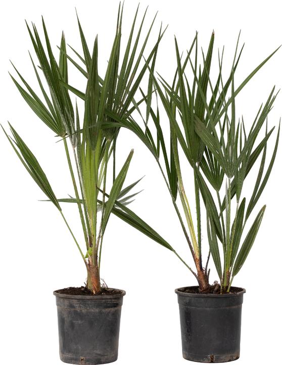 Plant in a Box Chamaerops Humilis - 2er Set Zwergpalme (50 cm)