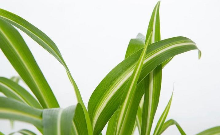 Actual product image VEG and the City Wani (green lily Chlorophytum comosum) (30 cm)