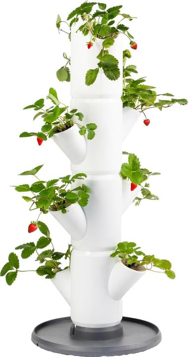 Gusta Garden Sisi Strawberry