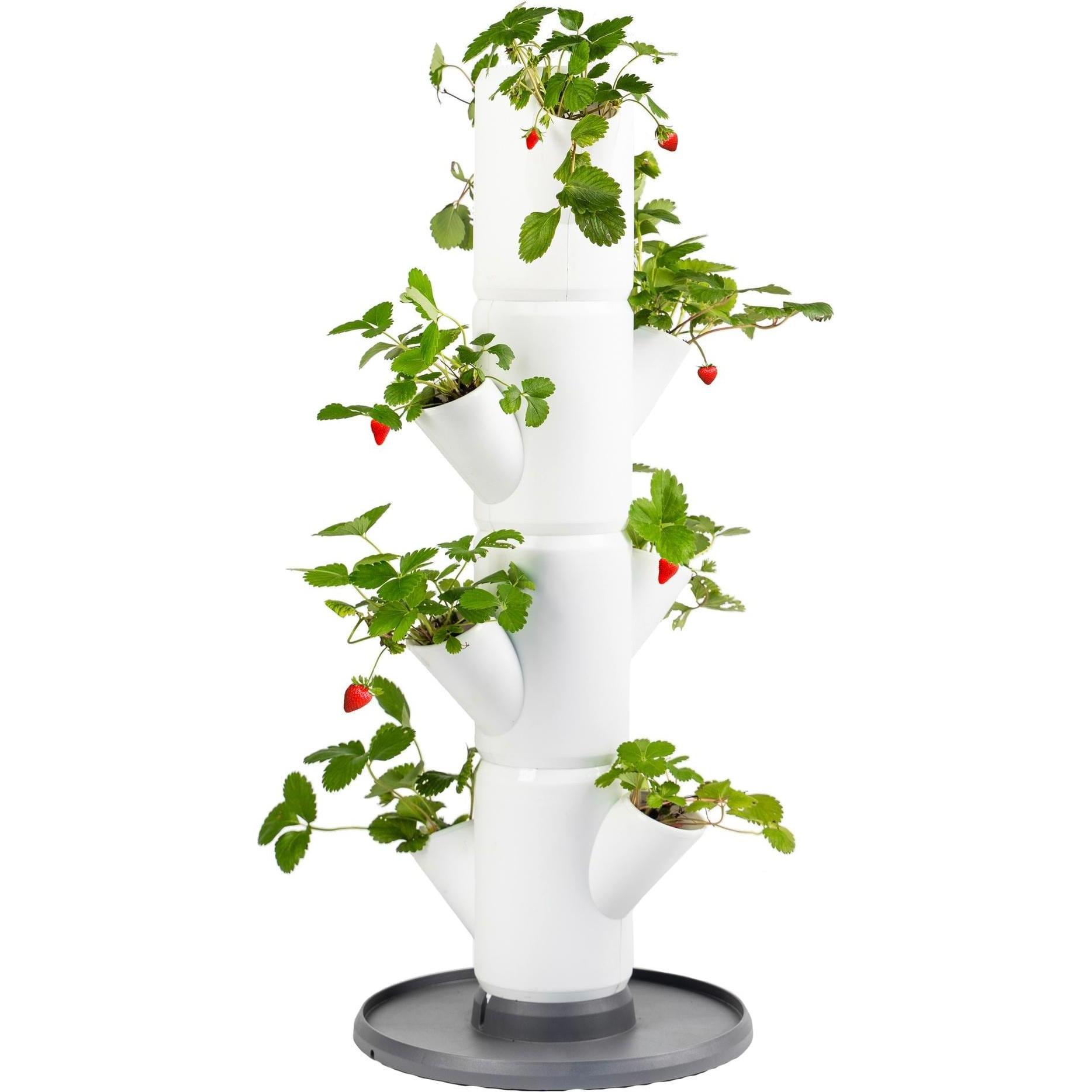 Gusta Garden, Blumentopf, Sisi Strawberry (27 cm)