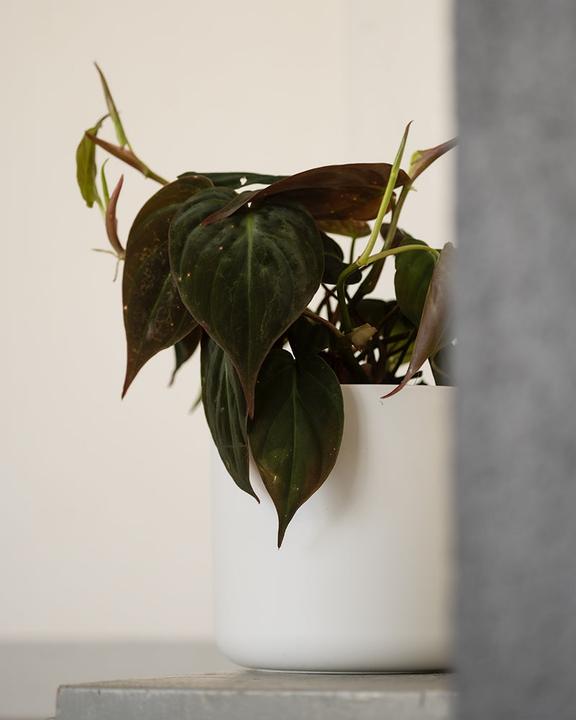Image du produit feey Philodendron micans (20 cm, Fraîchement rempotés)