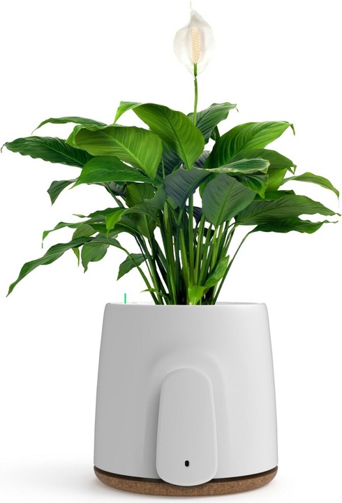 Immagine prodotto Vitesy Natede Basic Natürlicher Luftreiniger (20 m²)