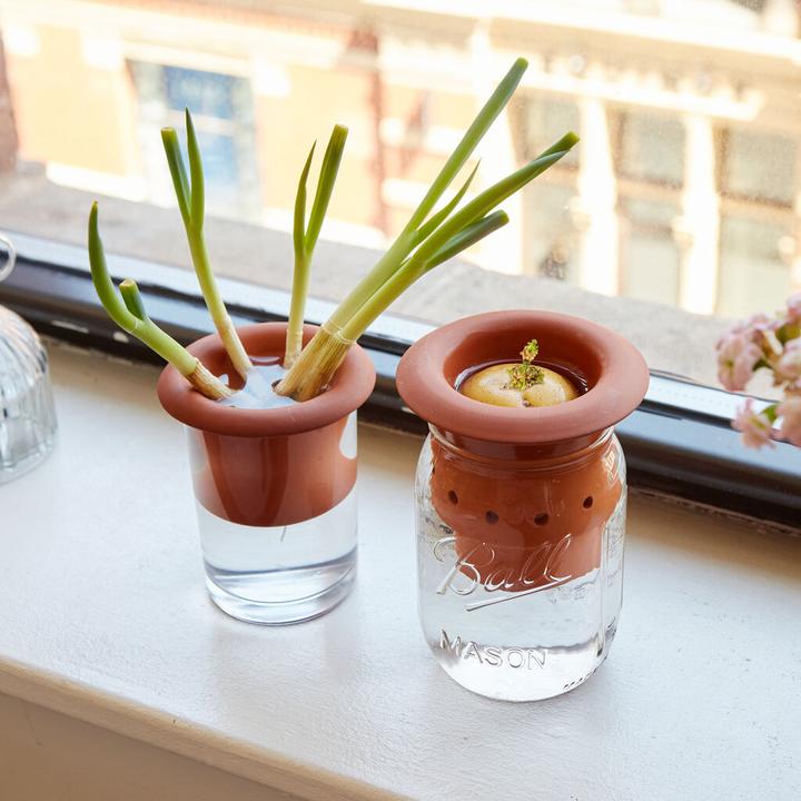 Produktbild Kikkerland Terracotta Regrower (16 cm)