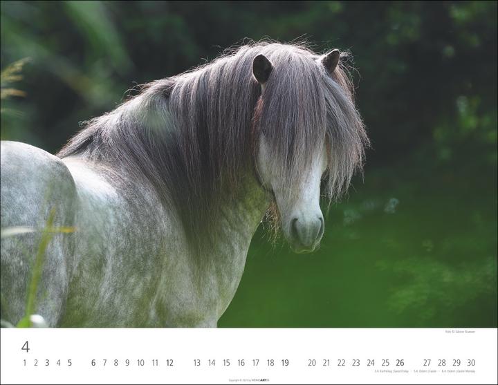 Produktbild Islandpferde Kalender 2026 (44 x 34 cm)