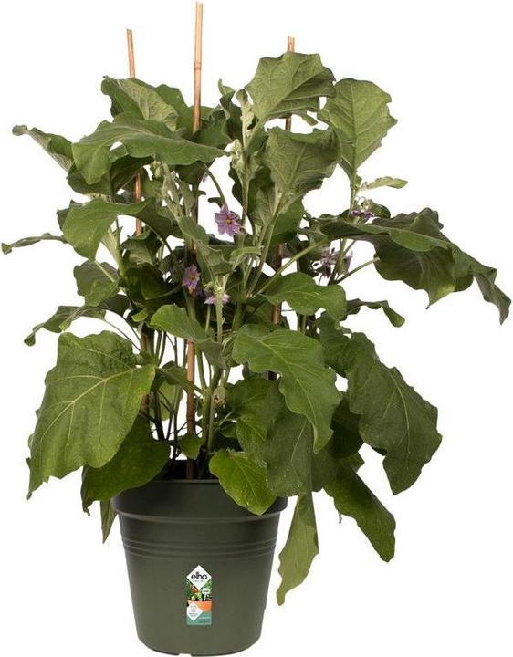 Actual product image Elho Green Basics (40 cm)