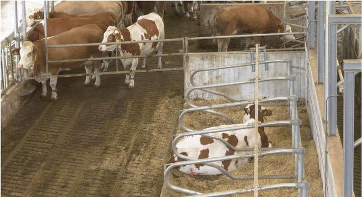 Produktbild Kerbl IPCam 20 (1280 x 720 Pixels)