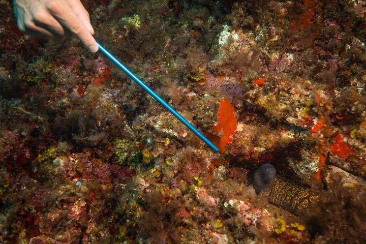 Image du produit Subea pointer stick scd 301619