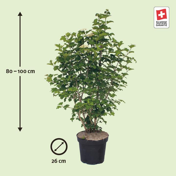 Image du produit Zulauf Gemeiner Schneeball / Viburnum opulus (100 cm)