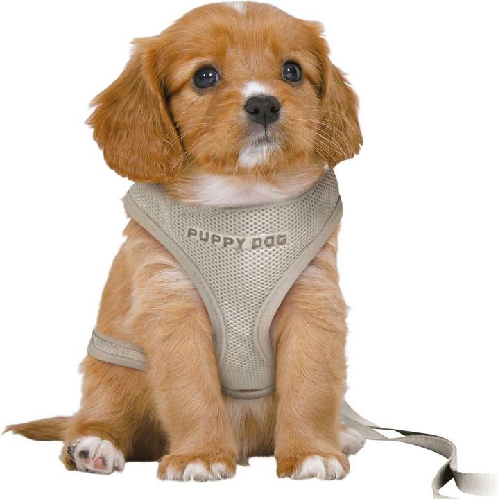Produktbild Trixie Junior Welpengeschirr mit Leine, M-L: 36-50cm/10mm, 2m, hellgrau (L, M, Hund, Allgemein, Spazieren)