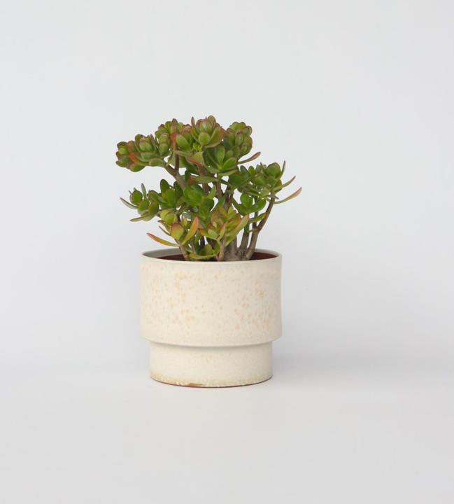 Produktbild Plant in a Box Crassula ovata Hobbit - Jadepflanze (45 cm)