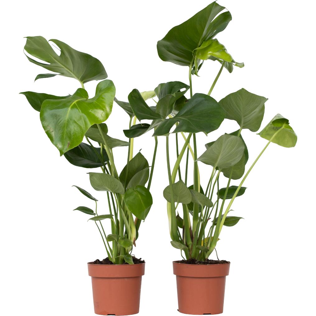 Plant in a Box, Pflanzen, Monstera Deliciosa - 2er Set Fensterblatt (50 cm)